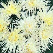 Načíst obrázek do prohlížeče Galerie, Astra čínská - "Valkyrie", Isolde White