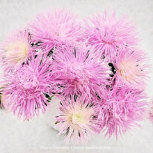 Načíst obrázek do prohlížeče Galerie, Astra čínská - "Valkyrie", Rienzi, Light Rose