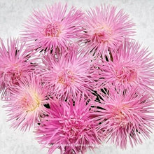 Načíst obrázek do prohlížeče Galerie, Astra čínská - "Valkyrie", Tristan, Pink