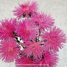 Načíst obrázek do prohlížeče Galerie, Astra čínská - "Valkyrie", Elsa, Rose