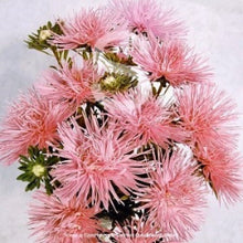 Načíst obrázek do prohlížeče Galerie, Astra čínská - "Valkyrie", Holländer, Salmon