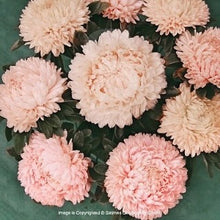 Načíst obrázek do prohlížeče Galerie, Astra čínská - "Lady Coral", Chamois