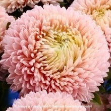 Načíst obrázek do prohlížeče Galerie, Astra čínská - "Lady Coral", Chamois