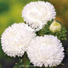 Načíst obrázek do prohlížeče Galerie, Astra čínská - "Lady Coral", White