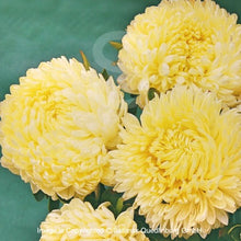 Načíst obrázek do prohlížeče Galerie, Astra čínská - "Lady Coral", Yellow