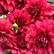 Načíst obrázek do prohlížeče Galerie, Jiřina - "Amarone", 1ks