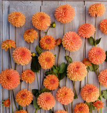 Načíst obrázek do prohlížeče Galerie, Jiřina - "Amber Crystal", 1ks