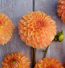 Načíst obrázek do prohlížeče Galerie, Jiřina - "Amber Crystal", 1ks