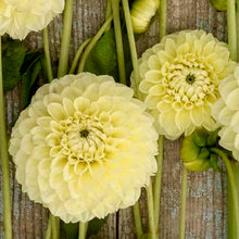 Načíst obrázek do prohlížeče Galerie, Jiřina - "Banana Baby", 1ks