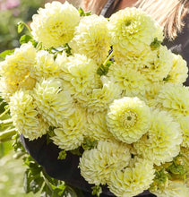 Načíst obrázek do prohlížeče Galerie, Jiřina - "Banana Baby", 1ks