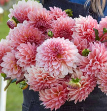 Načíst obrázek do prohlížeče Galerie, Jiřina - "Beauty Queen", 1ks