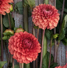 Načíst obrázek do prohlížeče Galerie, Jiřina - "Brown Sugar", 1ks