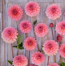 Načíst obrázek do prohlížeče Galerie, Jiřina - "Beauty Queen", 1ks