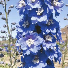 Načíst obrázek do prohlížeče Galerie, Ostrožka vyvýšená - "Magic Fountain", Blue white bee
