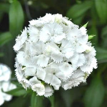 Načíst obrázek do prohlížeče Galerie, Hvozdík bradatý - "F1, Sweet", White