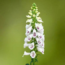 Načíst obrázek do prohlížeče Galerie, Náprstník (červený) - "Dottie", White