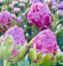 Načíst obrázek do prohlížeče Galerie, Tulipán - "Strawberry Cream", 5ks, 10ks