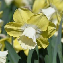 Načíst obrázek do prohlížeče Galerie, Narcis - "Avalon", 5ks