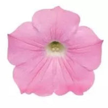 Načíst obrázek do prohlížeče Galerie, Petúnie - "F1 Easy Wave®", Pink