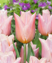 Načíst obrázek do prohlížeče Galerie, Tulipán - "Apricot Copex", 5ks