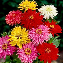Načíst obrázek do prohlížeče Galerie, Ostálka (Cínie) lepá - "Chrysanthemum", Mix barev