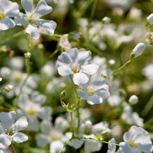 Načíst obrázek do prohlížeče Galerie, Šáter latnatý - "Covent Garden"