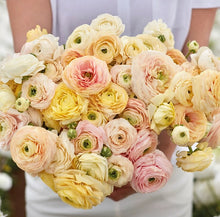 Načíst obrázek do prohlížeče Galerie, Pryskyřník - "Amandine, Wedding Pastel", 5ks nebo 10ks