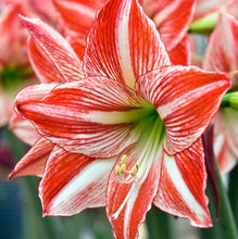 Načíst obrázek do prohlížeče Galerie, Hvězdník (Amaryllis) - "Fairytale", 1ks