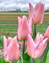 Načíst obrázek do prohlížeče Galerie, Tulipán - "Apricot Copex", 5ks