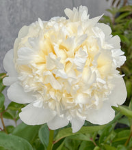 Načíst obrázek do prohlížeče Galerie, Pivoňka - "Bridal Shower", 1ks