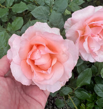 Načíst obrázek do prohlížeče Galerie, Růže - "VILLA D'ESTE TIVOLI®", nádoba 4l