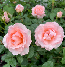 Načíst obrázek do prohlížeče Galerie, Růže - "VILLA D'ESTE TIVOLI®", nádoba 4l