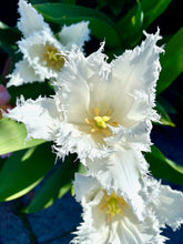 Načíst obrázek do prohlížeče Galerie, Tulipán - "Noordeinde", 5ks, 10ks