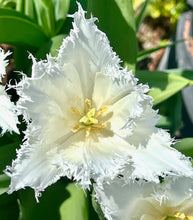 Načíst obrázek do prohlížeče Galerie, Tulipán - "Noordeinde", 5ks, 10ks