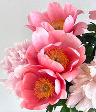 Načíst obrázek do prohlížeče Galerie, Pivoňka - "Salmon Dream", 1ks