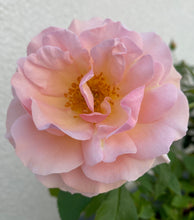 Načíst obrázek do prohlížeče Galerie, Růže - "RITA LEVI MONTALCINI®", nádoba 4l