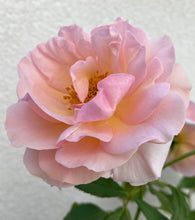 Načíst obrázek do prohlížeče Galerie, Růže - "RITA LEVI MONTALCINI®", nádoba 4l