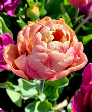 Načíst obrázek do prohlížeče Galerie, Tulipán - "La Belle Epoque", 5ks