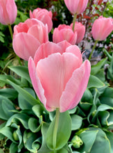 Načíst obrázek do prohlížeče Galerie, Tulipán - "Salmon van Eijk", 5ks, 10ks