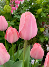 Načíst obrázek do prohlížeče Galerie, Tulipán - "Salmon van Eijk", 5ks, 10ks