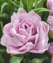 Načíst obrázek do prohlížeče Galerie, Tulipán - "Katinka", 5ks