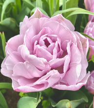 Načíst obrázek do prohlížeče Galerie, Tulipán - "Katinka", 5ks