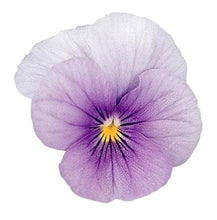 Načíst obrázek do prohlížeče Galerie, Viola rohatá - "Sorbet", Icy Blue