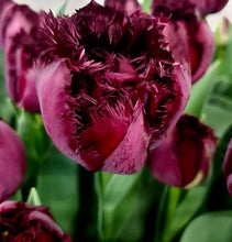 Načíst obrázek do prohlížeče Galerie, Tulipán - "Paint it Black", 5ks nebo 10ks