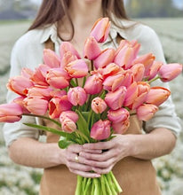 Načíst obrázek do prohlížeče Galerie, Tulipán - "Apricot Impression", 5ks nebo 10ks
