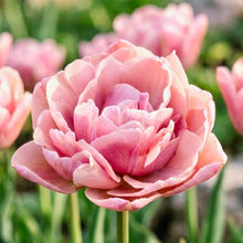 Načíst obrázek do prohlížeče Galerie, Tulipán - "Beachberry® ", 5ks, 10ks nebo 20ks