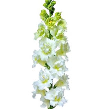 Načíst obrázek do prohlížeče Galerie, Hledík větší - "Madame Butterfly", Ivory