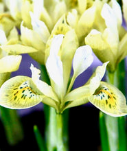 Načíst obrázek do prohlížeče Galerie, Kosatec (Iris) - "Katharine's Gold", 10ks, 20ks nebo 50ks