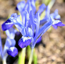 Načíst obrázek do prohlížeče Galerie, Kosatec (iris) síťkovaný - "Clairette"