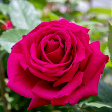 Načíst obrázek do prohlížeče Galerie, Růže - "FRAGRANT LOVE ®", nádoba 4l